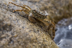 IMG 8797 (48200 visits) IMG 8797